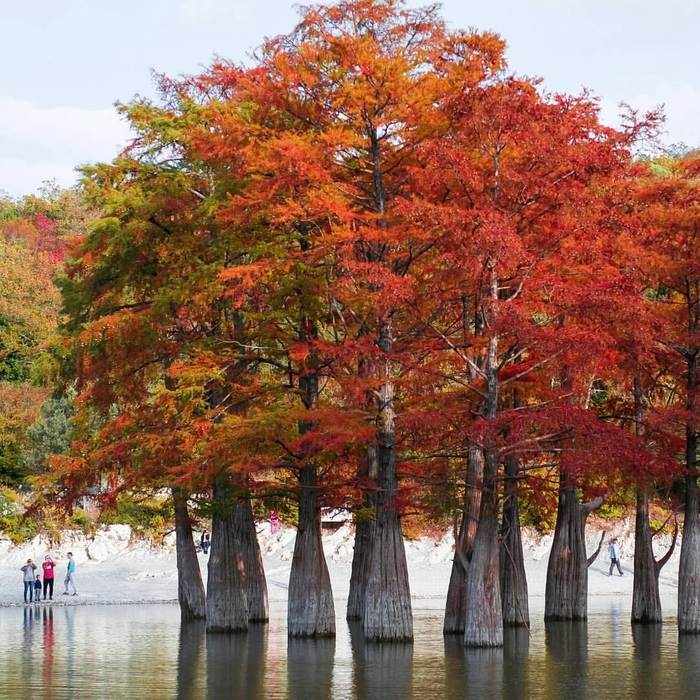 Болотные кипарисы осенью. Фото с сайта <!--noindex--><a href="https://pikabu.ru/story/kiparis_bolotnyiy_13506470?u=http%3A%2F%2Fpinterest.com&t=pinterest.com&h=2ff2c69448f2e8e1907ad321a6afe8f2b378d982" title="http://pinterest.com" target="_blank" rel="nofollow noopener">pinterest.com</a><!--/noindex-->.
