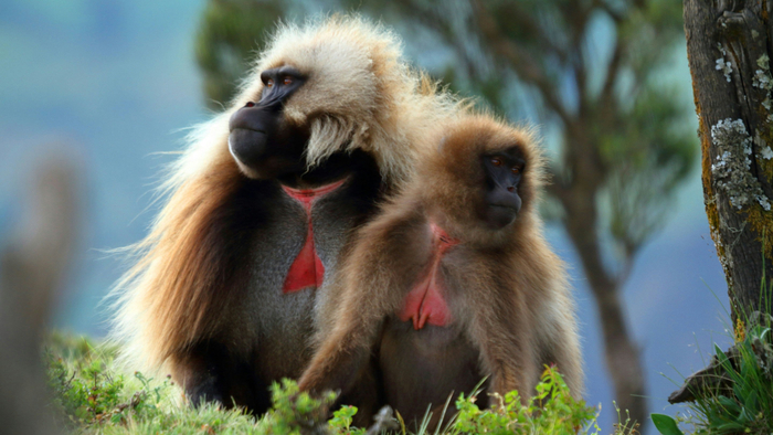 Ты говорила, у твоей подружки тоже есть дети. Познакомишь?