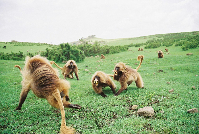 Ничего необычного, типичные пацанячьи разборки.