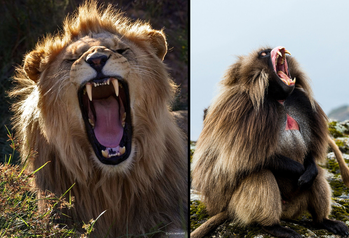 — Эй, можно скопирую твой крутой образ? — Хорошо, только не точь в точь.