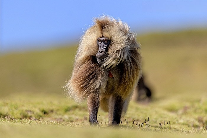 Не у каждого льва столько харизмы, сколько у гелад!
