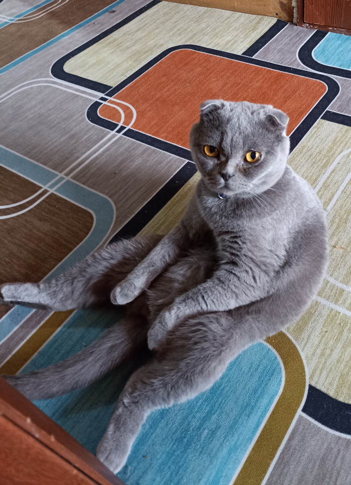 Моя лучшая фотография кота