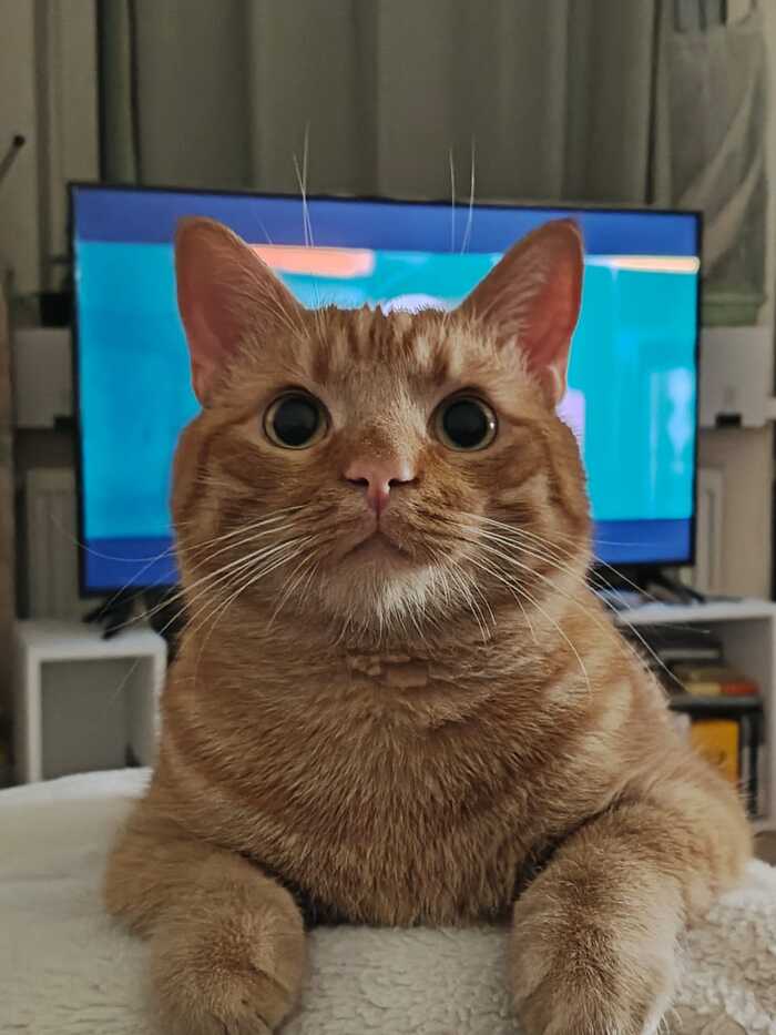 Что-то про фото кота