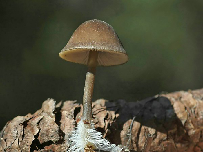 Мицена шишколюбивая. Фото с сайта <!--noindex--><a href="https://pikabu.ru/story/shishkolyub_sedobnyiy_13510207?u=http%3A%2F%2Ffermilon.ru&t=fermilon.ru&h=e61ae43b992dc186b7527d4733b678a8a32a6502" title="http://fermilon.ru" target="_blank" rel="nofollow noopener">fermilon.ru</a><!--/noindex-->.