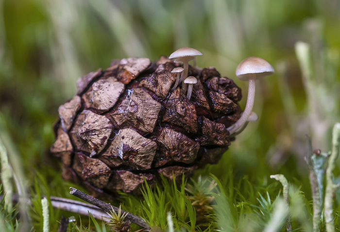 Стробилюрус шпагатоногий (Strobilurus stephanocystis) на шишке сосны. Фото с сайта <!--noindex--><a href="https://pikabu.ru/story/shishkolyub_sedobnyiy_13510207?u=http%3A%2F%2Fwikimedia.org&t=wikimedia.org&h=1fac217ca71d87040861ea21157e9ab869414d0c" title="http://wikimedia.org" target="_blank" rel="nofollow noopener">wikimedia.org</a><!--/noindex-->.