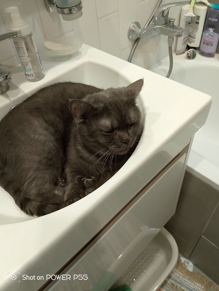 Ответ на пост "Моя лучшая фотография кота"