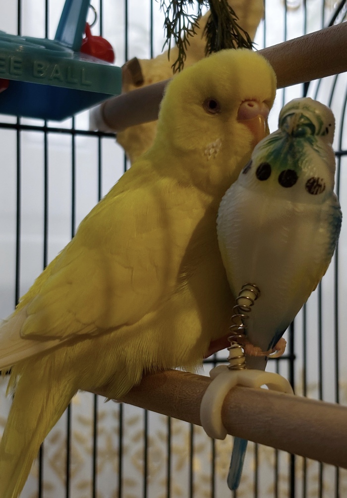 �������. ����. ����������.