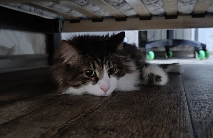 Кузя прячется от детей