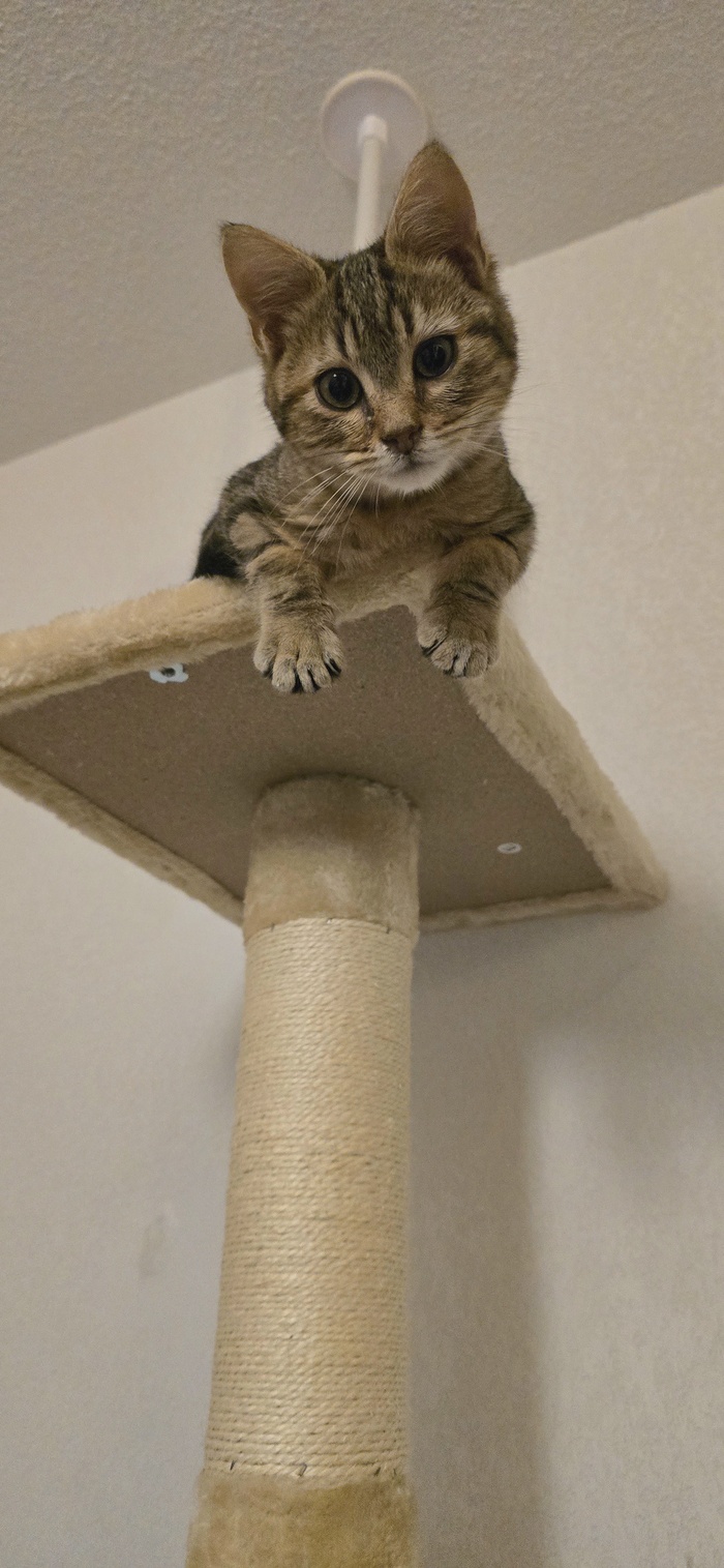 Феликс тренируется смотреть на никчемни сверху вниз