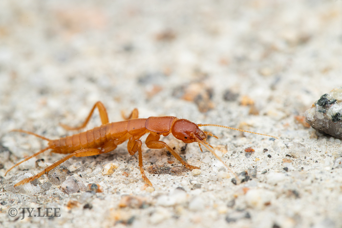 Galloisiana odaesanensis (?), Южная Корея, © Lee Junyoung, некоторые права защищены (CC-BY-NC)