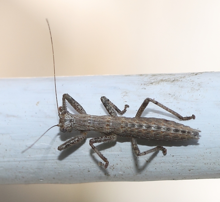 Hemilobophasma montaguense, ЮАР, © Marion Maclean, некоторые права защищены (CC-BY-NC)