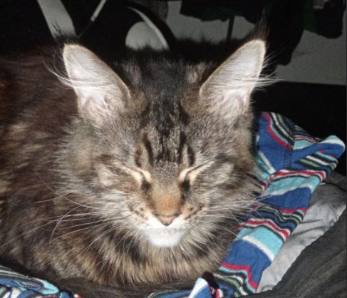 ���� ������������ ������ ����