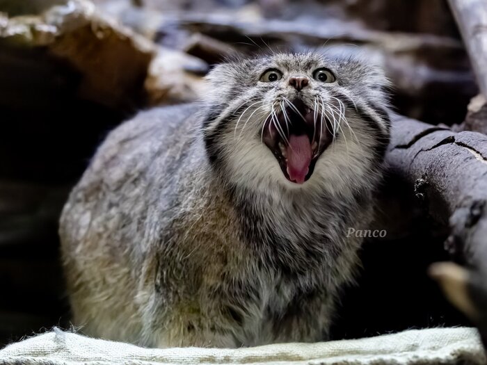 �������!!! ����� ������ - ������ ������!