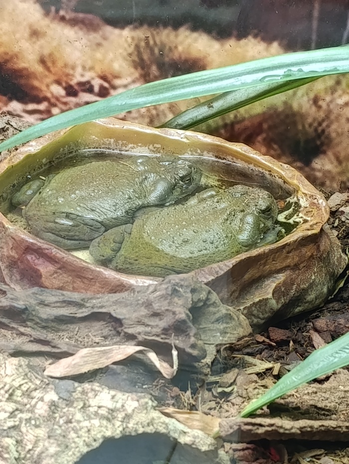 ���� �������