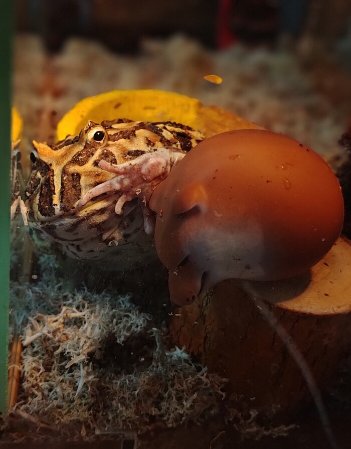 ������ ���������� ����� ����