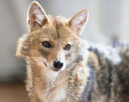 ����� ����, ��������.