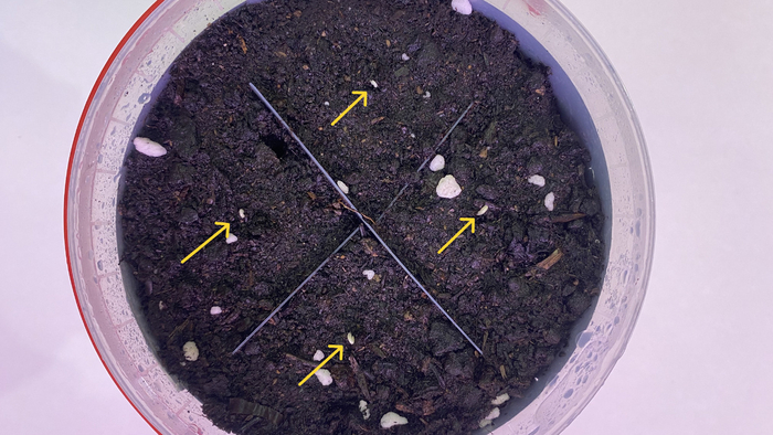 ��� ����� ������� � �����