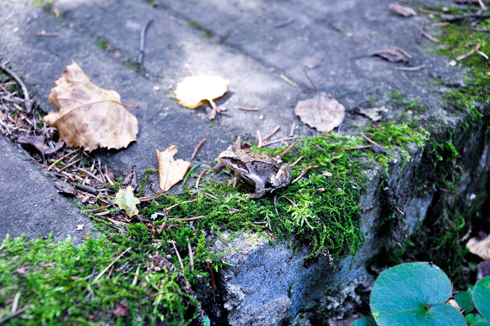 Санаторий "БОР"