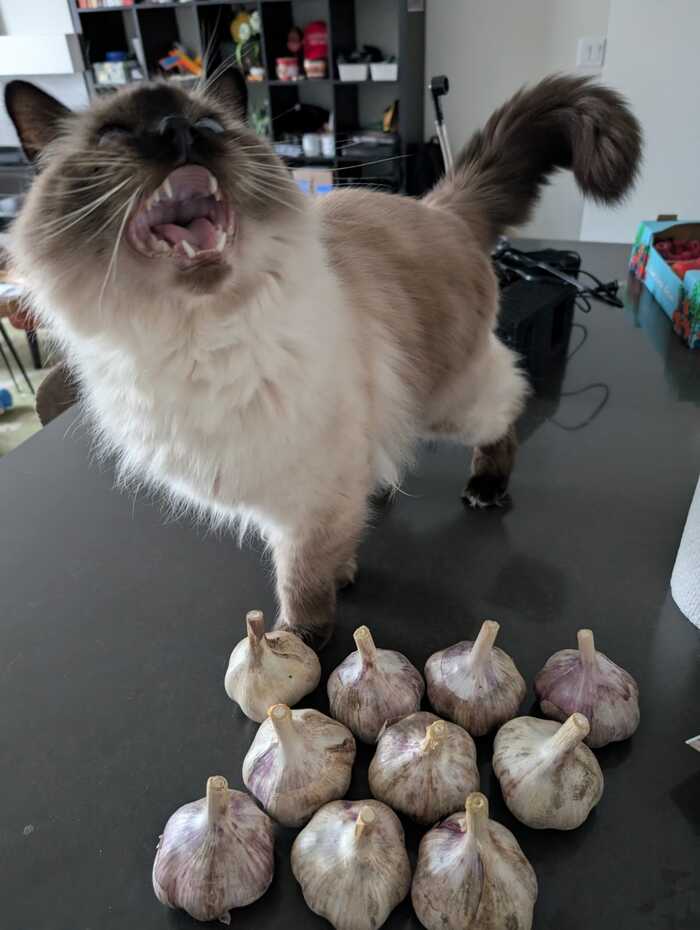 �������� �����, ������� ������� 🧛