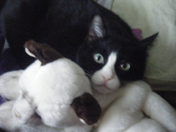 Ответ на пост «"Подтвердите, что вы пикабушник, добавив фото кота"»