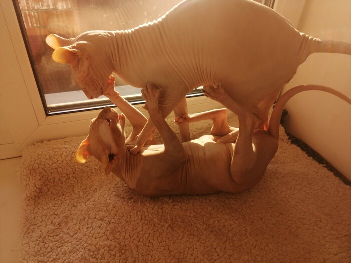 Моя лучшая фотография кота