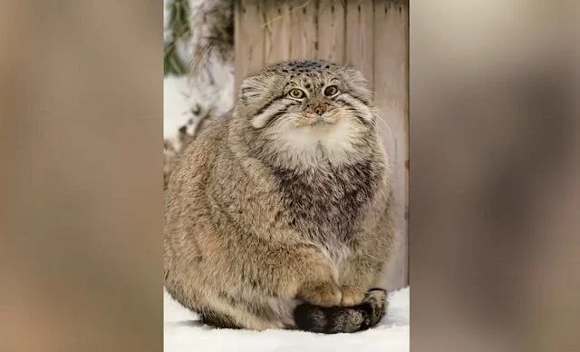 Pallas's cat, one piece - Series Cotton wool, My, Needlework without process, Handmade, Pallas' cat, Cotton wool, Toys, Souvenirs, Presents, Longpost