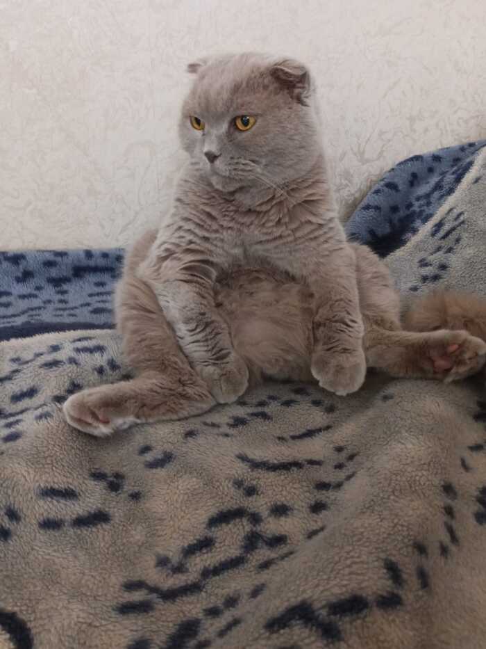 Ответ на пост «Моя лучшая фотография кота»