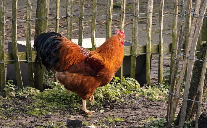 Встретила его вчера, но он чет застеснялся...