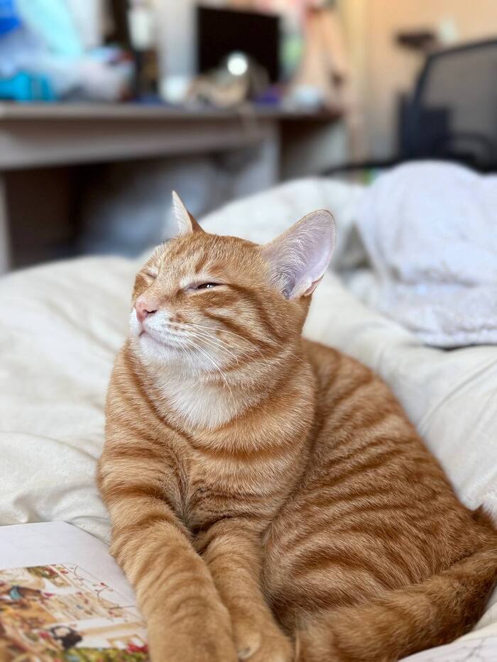 Ответ на пост «Моя лучшая фотография кота»