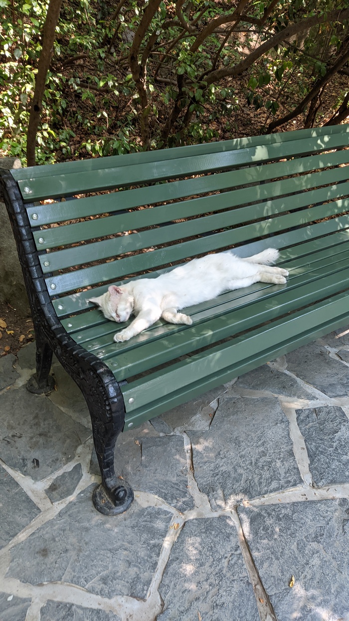 Моя лучшая фотография кота