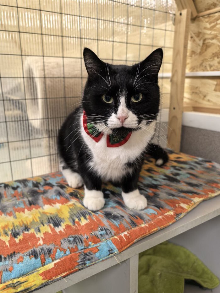 �������� ��� - ����� ���� ���