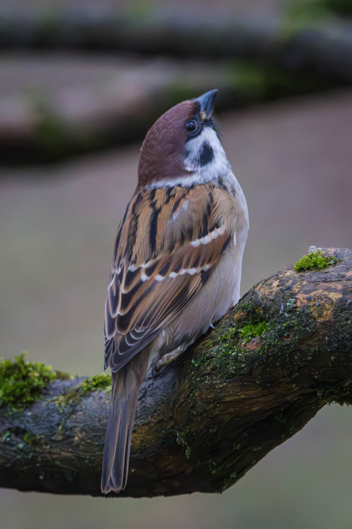 ��� ����� ������ ������