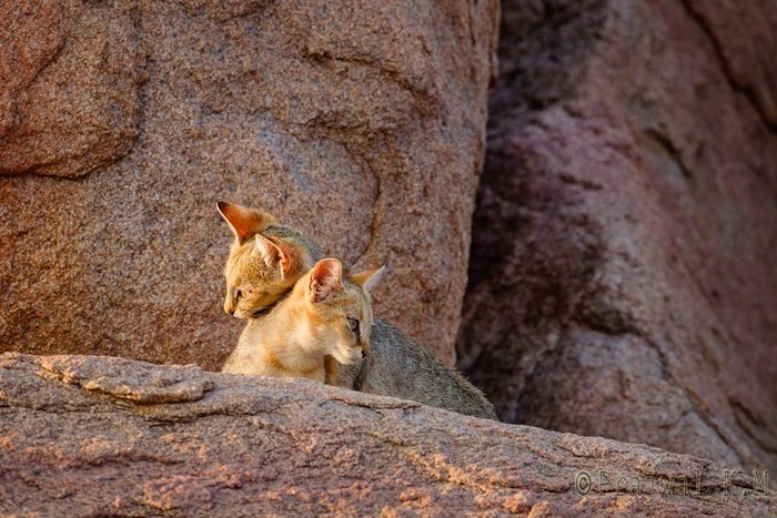 Детёныши камышового кота на закатном солнце