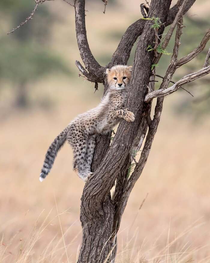 Почти леопард