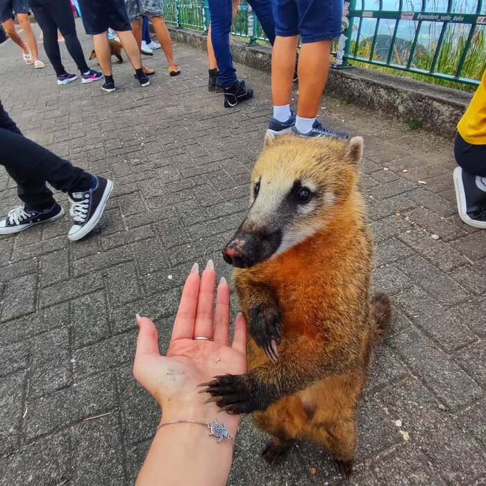 ��� ��������, �?