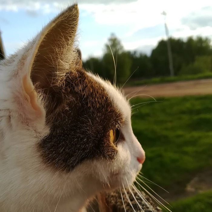 Моё лучшее фото кота