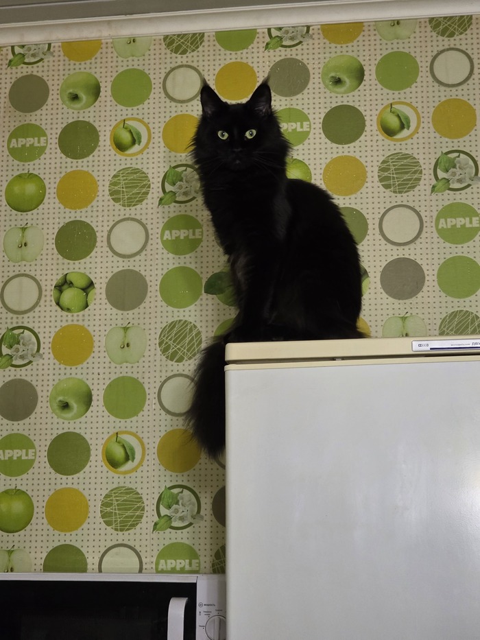 ����� ����, ������� �������.