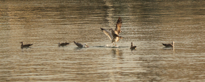 ����� �� ���� ���� ������ ���������� ����