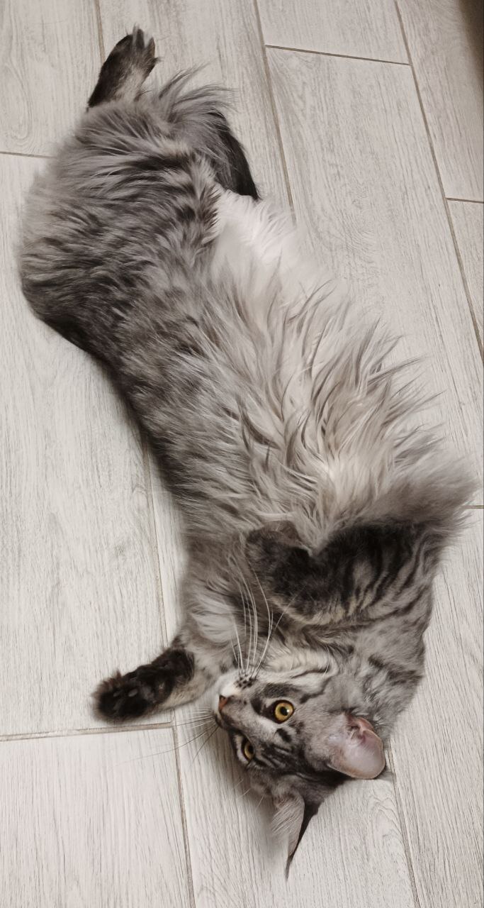 (��� �������, ������ � ����� 60 ��.)