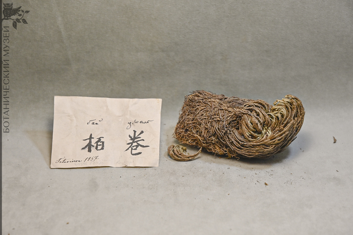 Плаунок тамарисковый (Selaginella tamariscina) – трава селагинеллы, уменьшает застой крови и освобождает каналы. Получено от Татаринова А.А. из Китая в 1857 г. Коллекция экономической ботаники Ботанического музея БИН РАН.