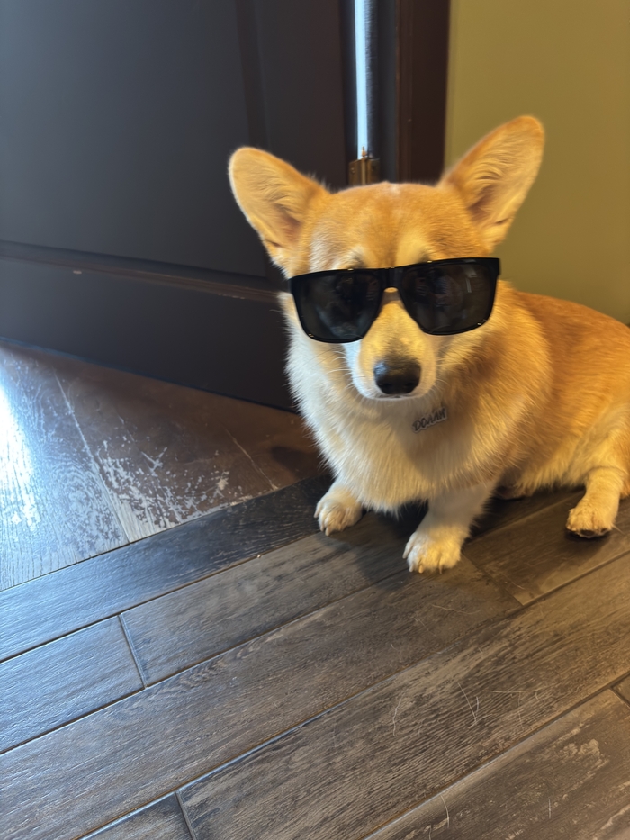 Моя лучшая фотография собаки!