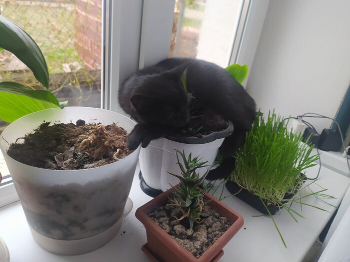 малыш прикинулся драценой.