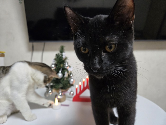 Мое лучшее новогоднее