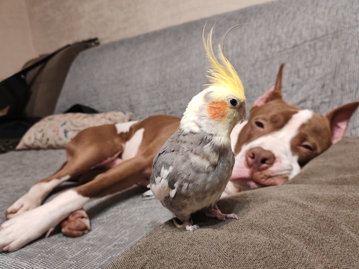 Ответ на пост «Моя лучшая фотография петуха. А то все коты, коты... пеТУ-154 к взлёту готов...»