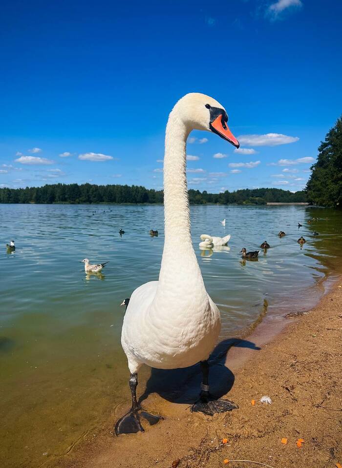 ������ ���������� ����� ����