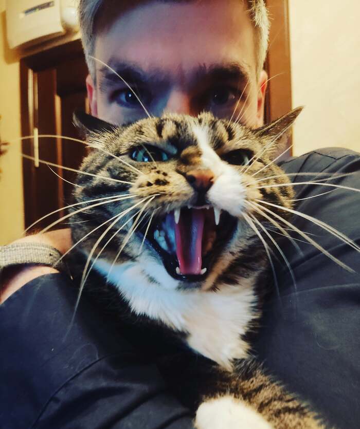 Моя лучшая фотография кота