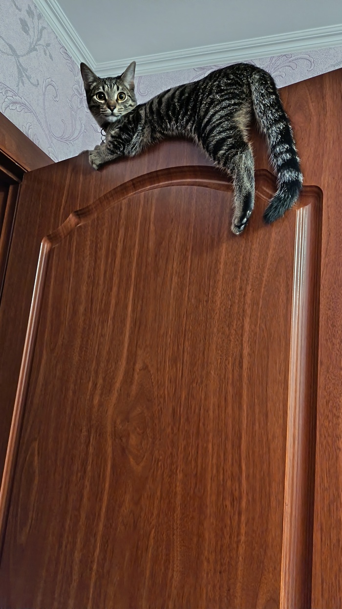 ��� ����, ��� ����� 😸