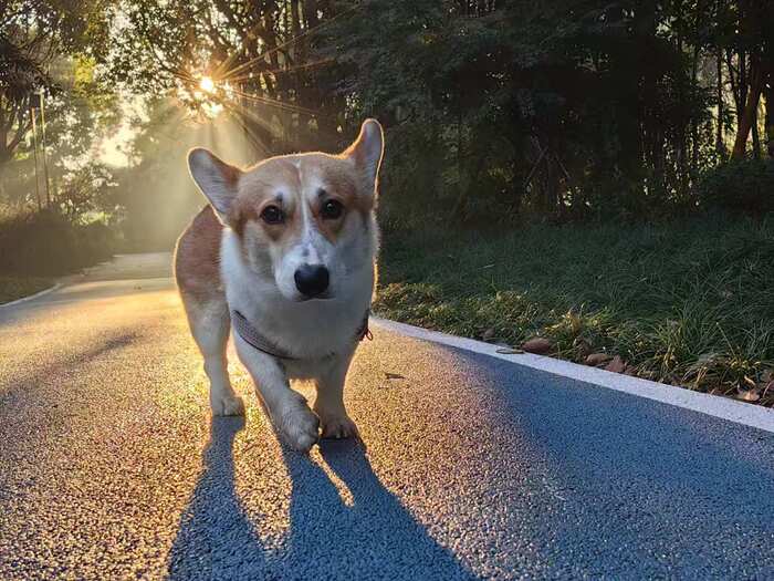 Лучшее фото пёски