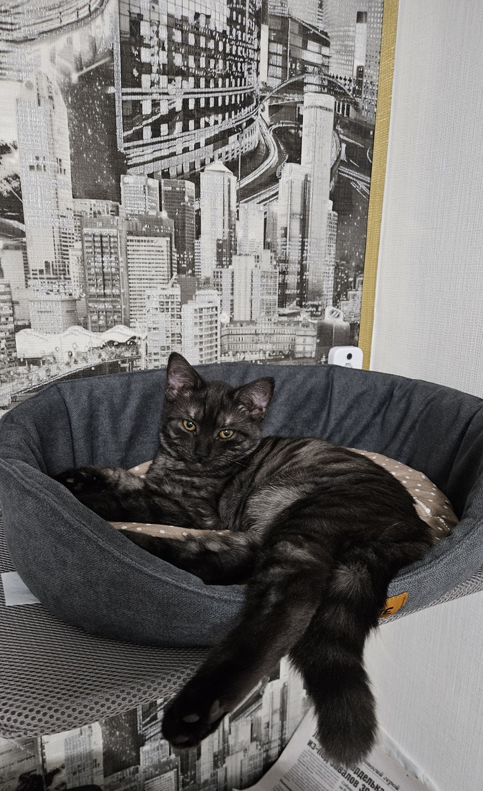 ��� �������