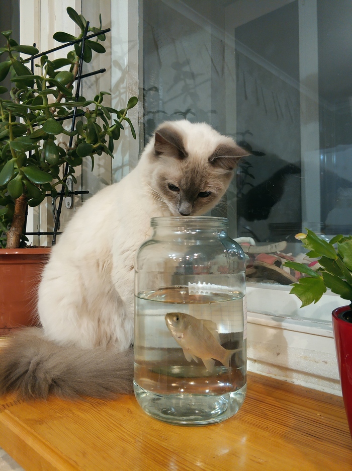 Любимое фото нашей кошки